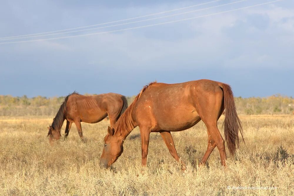 калмыки коневодство.