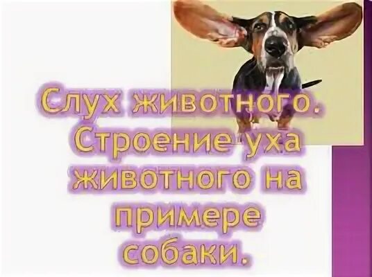 Слух людей и животных. Слух людей и животных