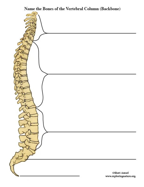 Label these diagrams