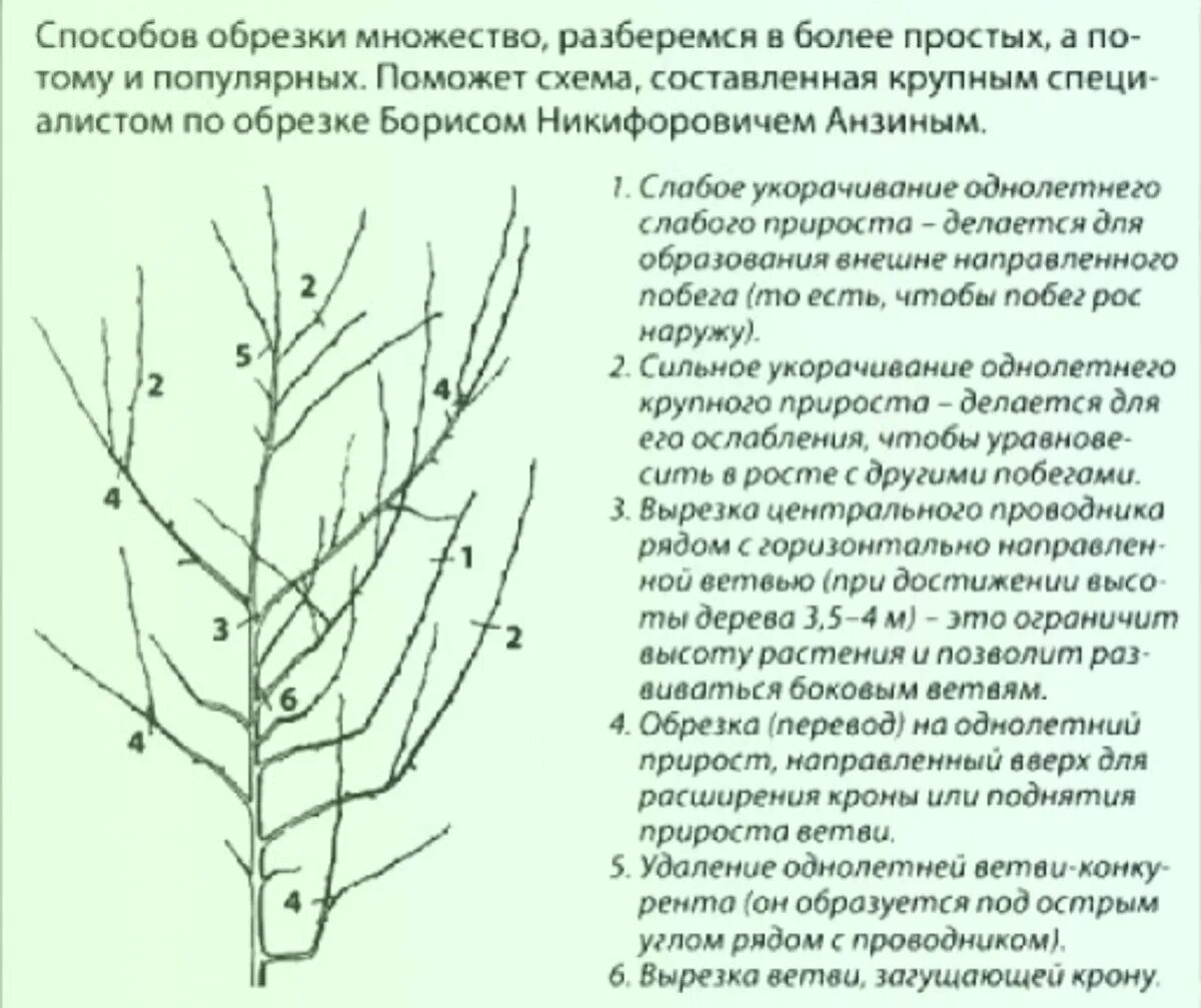 Разреженно-ярусная крона черешни. Схема обрезки плодовых деревьев весной. Обрезка плодовых деревьев формирование кроны. Обрезка абрикоса схема. Правильная обрезка плодовых