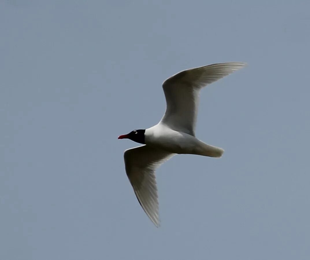 Черноголовая чайка. Larus melanocephalus. Черноголовая срйка. Черноголовая Чайка Киров.