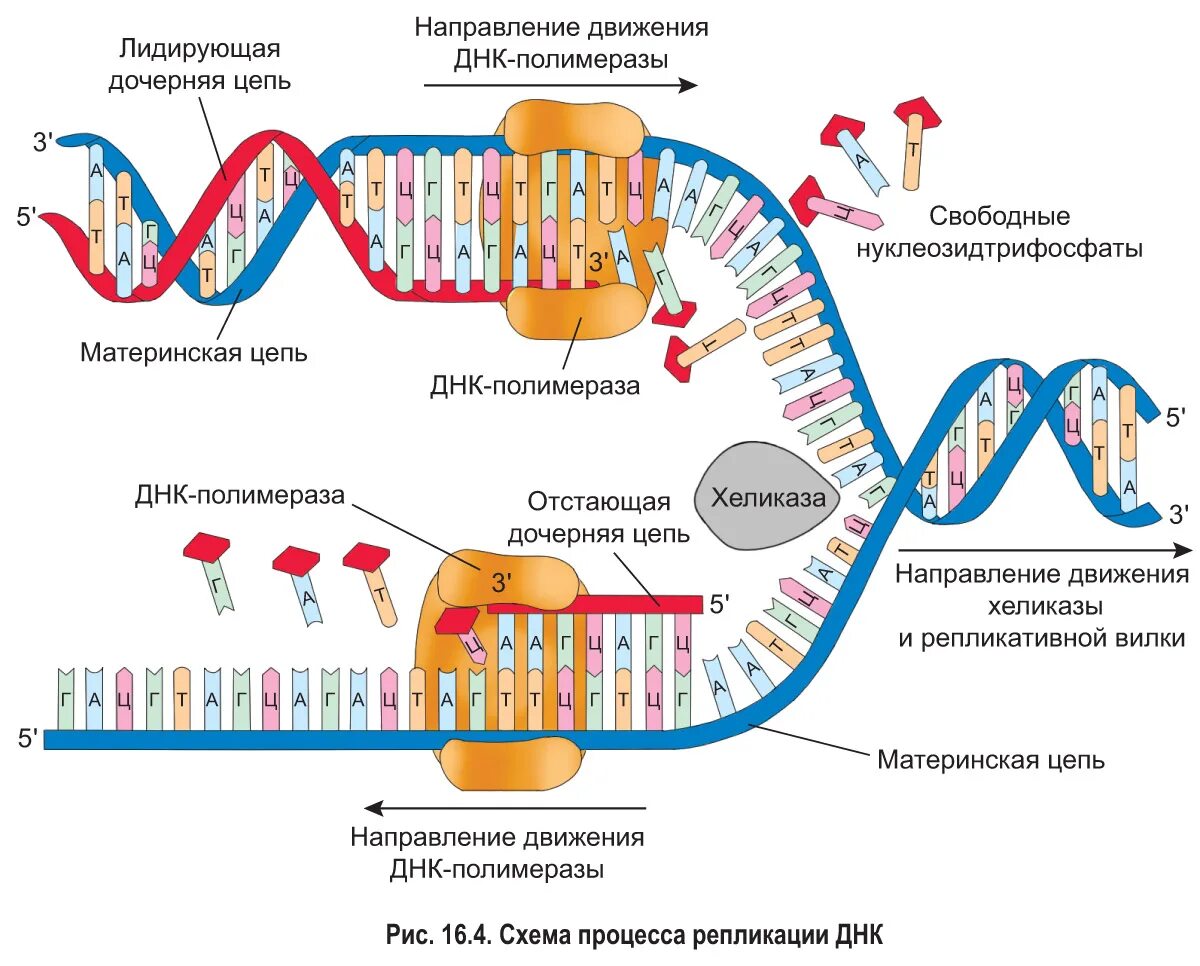 Цикл транскрипции