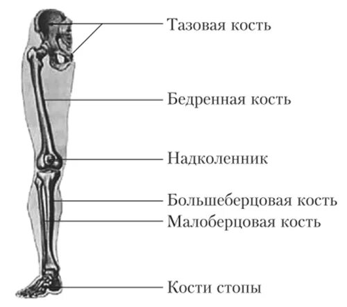 Нижняя конечность ноги. Строение скелета нижней конечности анатомия. Кости нижних конечностей человека анатомия. Схема строения нижней конечности. Строение скелета человека пояс нижних конечностей.