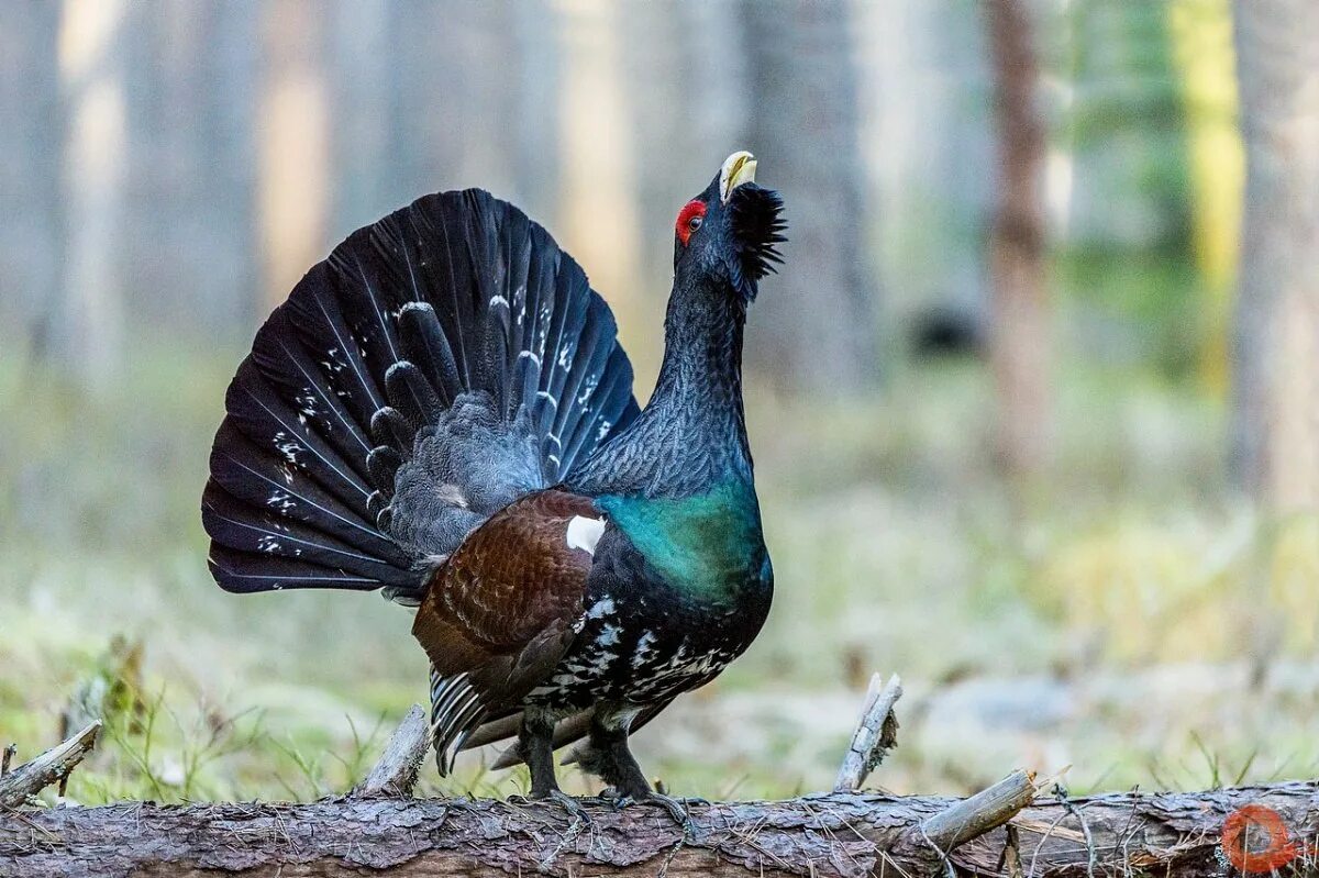 Обыкновенный Глухарь. Глухарь (Tetrao urogallus). Глухарь птица самка. Чернобрюхий Глухарь.