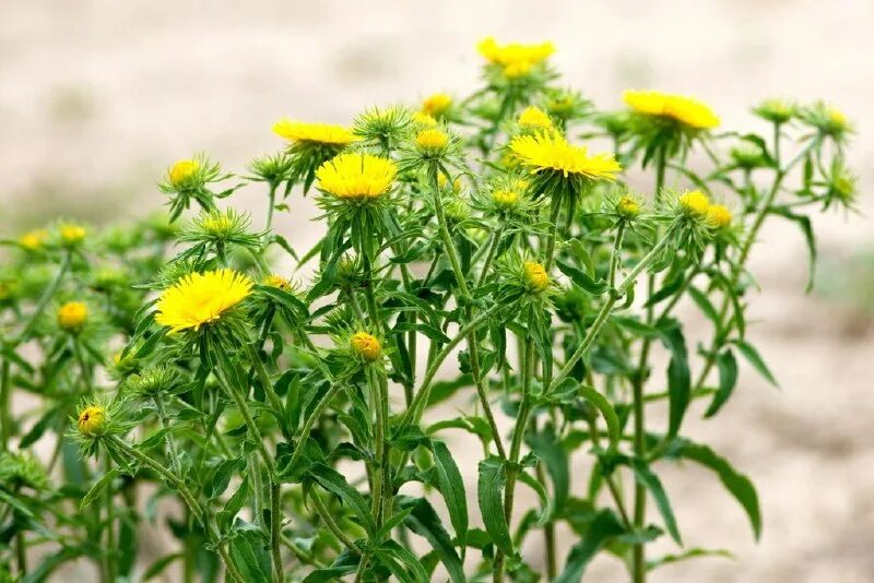 таксономия девясил иволистный. девясил полынь. девясил иволистный. девясил inula мечелистный ensifolia. девясил полынь.