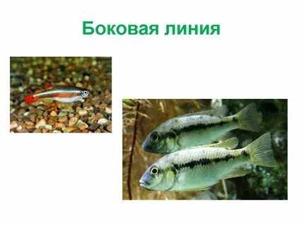 Всеядные рыбы