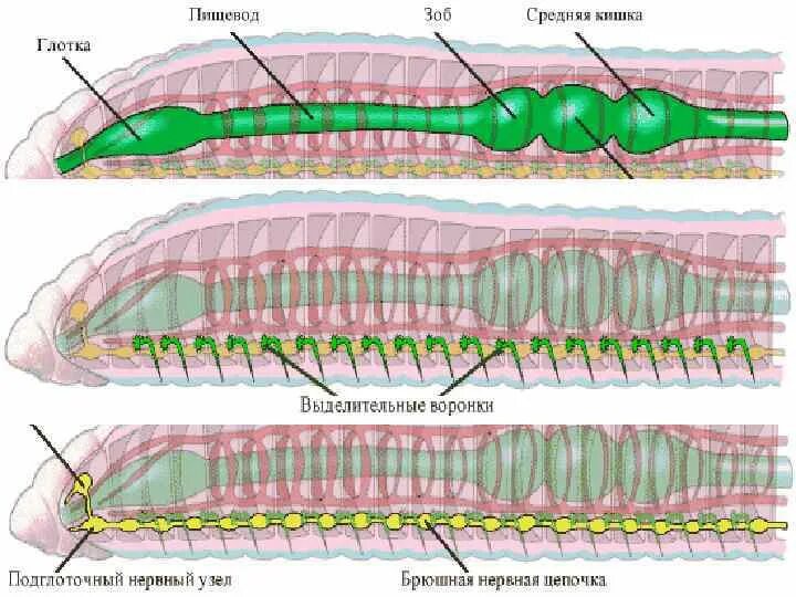 Выделительные трубочки червей. Выделительная система кольчатых. Тип выделительной системы кольчатых червей. Пищеварительная система малощетинковых кольчатых червей. Средняя кишка у кольчатых червей.