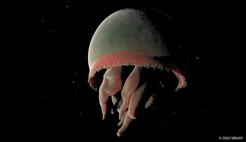 Морской черт удильщик. Рыба удильщик марианская впадина. Рыба удильщик марианская впадина. Первые в марианской впадине. Первые в марианской впадине.