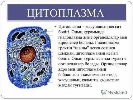 В цитоплазме всех живых организмов