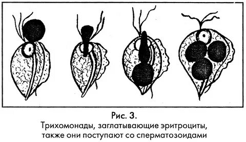 Жизненный цикл трихомонады