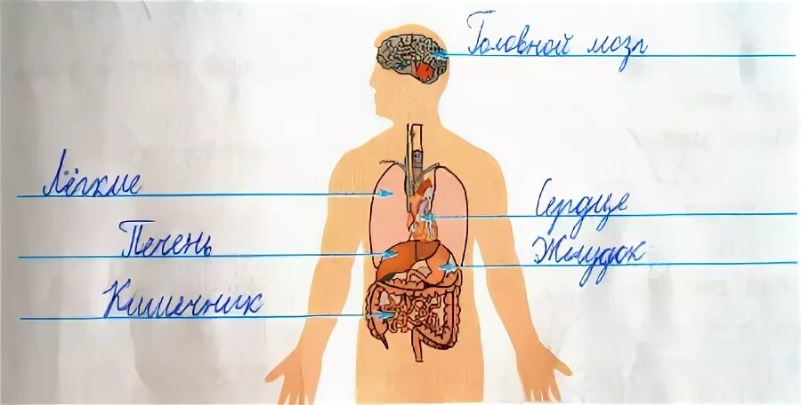Мир страница 71 рабочая тетрадь. Организм человека 3 класс. Подпиши названия органов человека. Организм человека 3 класс окружающий мир. Организм человека 3 класс рабочая тетрадь.