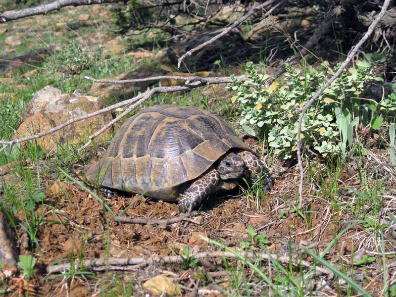 Краб и черепаха. Черепаха и краб. Гора черепаха в Турции. Крабы живут в черепахе.