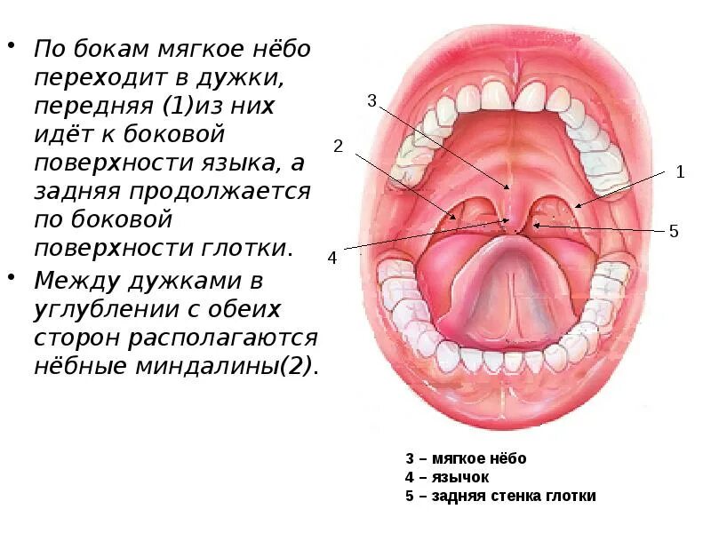 Мягкое небо виды. Мягкое небо виды