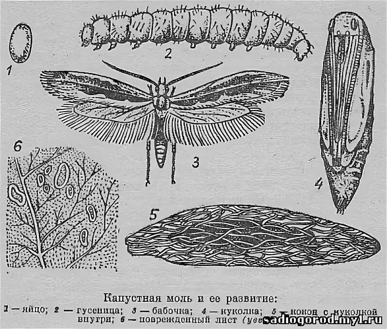 Капустная моль какой тип повреждения. Фазы развития моли. Моль цикл развития. Капустная моль повреждения. Моль схема.