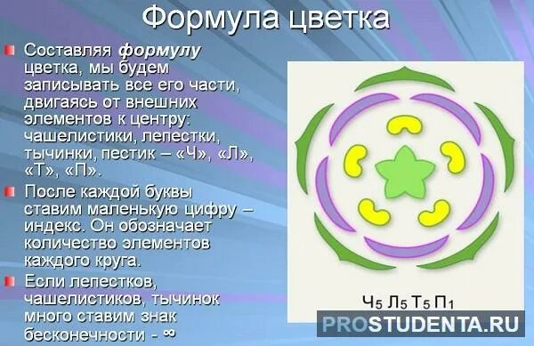 Ч5л5т бесконечность п бесконечность какое семейство. Как определить формулу цветка. Как составить формулу цветка. Формула цветка 5 класс биология. Формула цветка 6 класс биология.