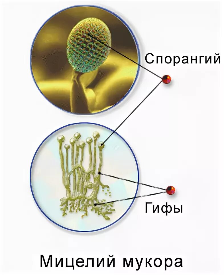 Споры гриба мукора. Строение споры гриба мукор. Строение спорангия мукора. Строение плесневого гриба мукора под микроскопом. Строение спорангия и спор мукора.