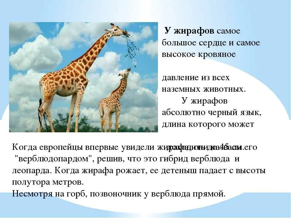 Почему стихотворение названо жираф. Интересные факты о жирафах. Интересное о жирафе для детей. Интересные факты о жирафах для детей. Жирафы факты.