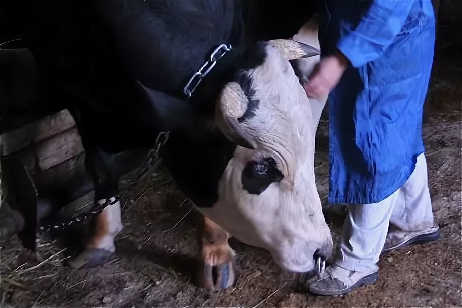 Аргентинский красный тегу. Болезни у животных ящур у коров. Источник заражения ящура. Заболевание крупного рогатого скота ящуром. Признаки ящура у животных.