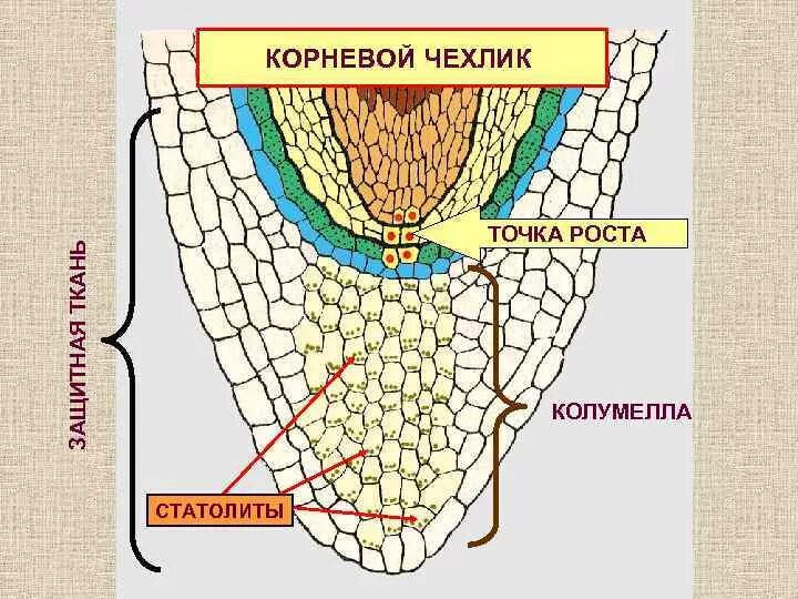 Каково значение корневого. Корень корневой чехлик. Строение корневого чехлика. Строение чехлика корня. Функции корневого чехлика.