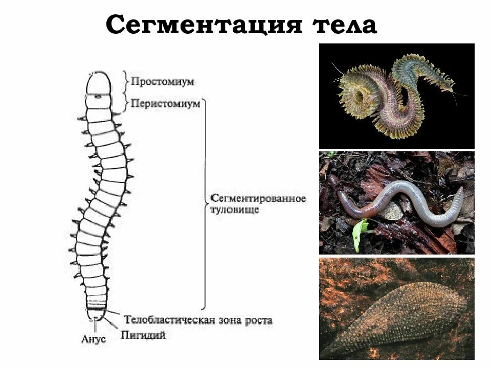 Признаки сегментированных животных