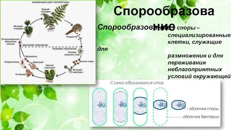 Бесполое размножение происходит с помощью спор и. Спорообразование бесполое размножение. Споры клетки бесполого размножения. Спора бесполое размножение. Спорообразование это в биологии.