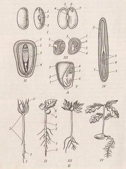 Строение и прорастание семени фасоли. Строение проросшего семени. Строение семени и условия прорастания семян. Строение всходов фасоли.