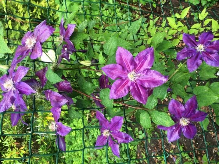 Клематисы 3 группы. Клематисы 2 группы обрезки. Клематисы 1 группы обрезки. Клематис юлька. Клематис виль де лион.