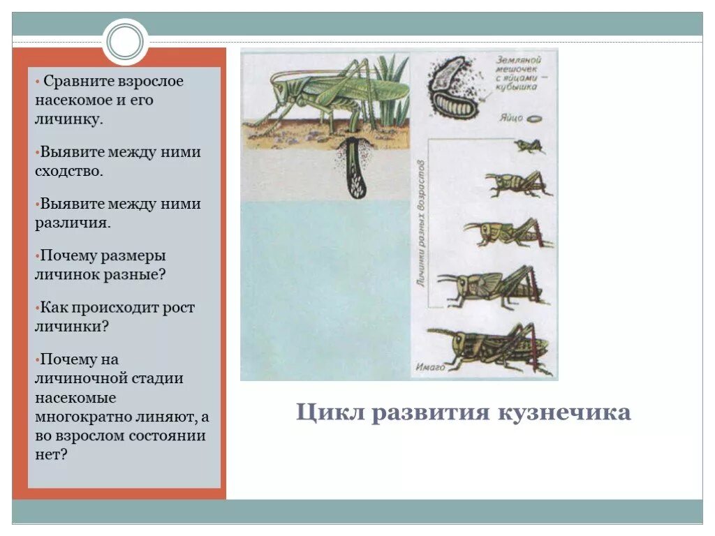 Цикл развития кузнечика. Цикл развития личинок кузнечика. Цикл развития сверчка. Развитие кузнечика схема.