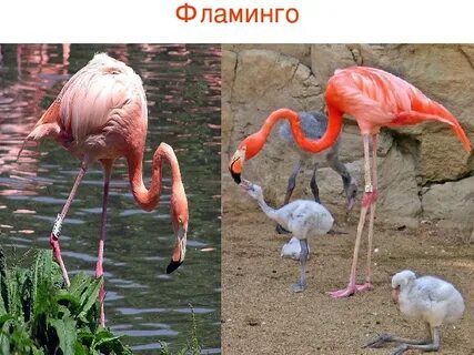 Розовый фламинго красная книга краткое