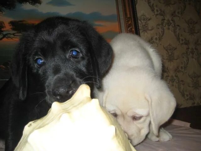 щенки лабрадора в добрые руки