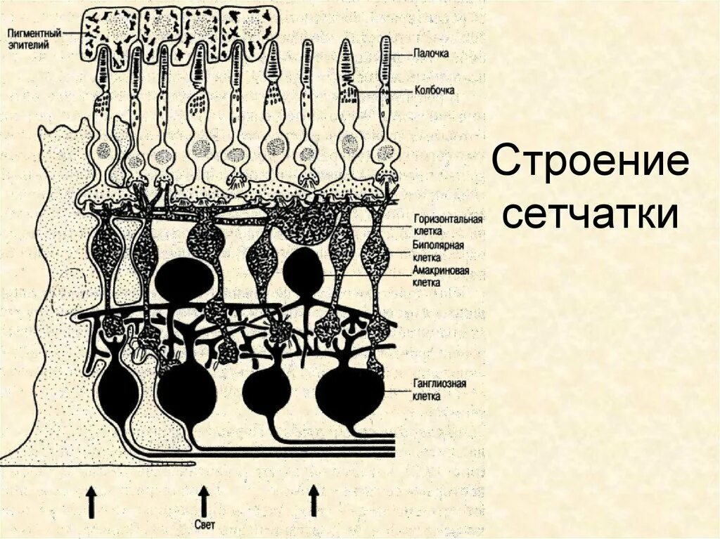 Функциональные слои сетчатки глазного яблока. Схема нейронного строения сетчатки. Строение рецепторного аппарата сетчатки. Клетки сетчатки гистология.