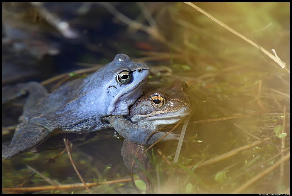 Остромордая лягушка. Икра травяной лягушки. Лягушка откладывает икру. Остромордая лягушка голубая. Остромордая лягушка.