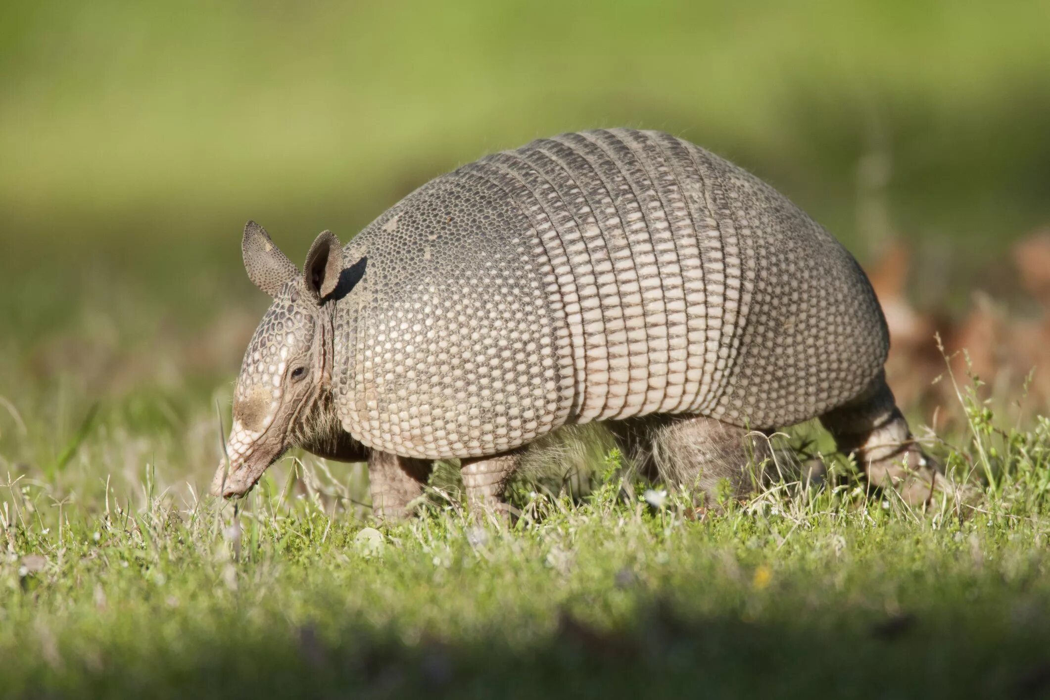 плащеносный броненосец. броненосец животное опасное ли. гигантский броненосец животное. льянос броненосец.