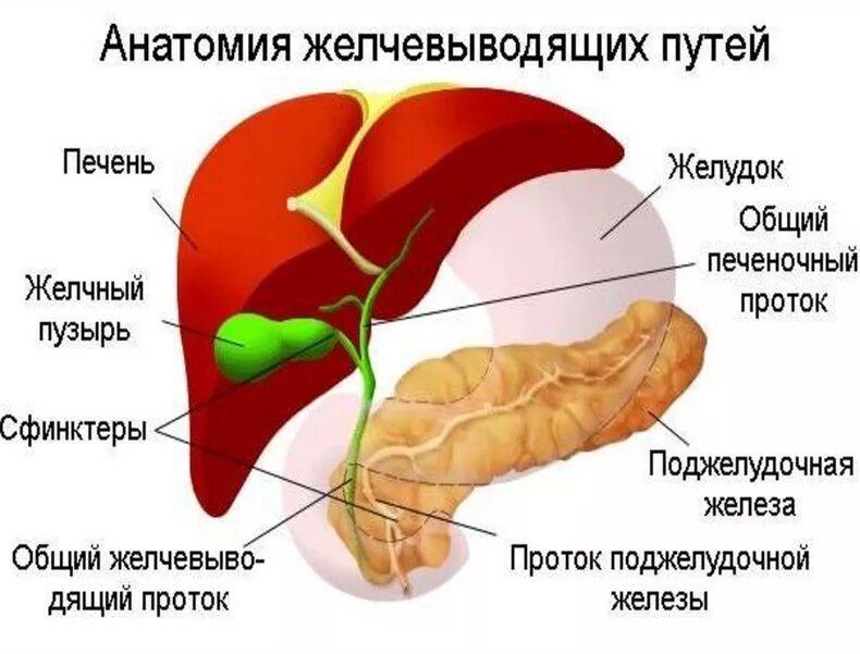 Анатомия печень желчный пузырь протоки. Печень, желчный пузырь, поджелудочная железа анатомия строение. Анатомия желудка и желчного пузыря. Печень и желчный пузырь анатомия.