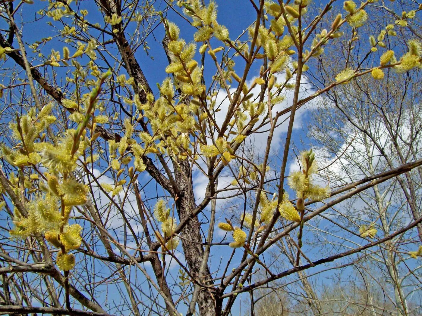 Какие весенние явления природы. Верба кустарник. Верба цветет. Верба дерево. Верба цветет куст.