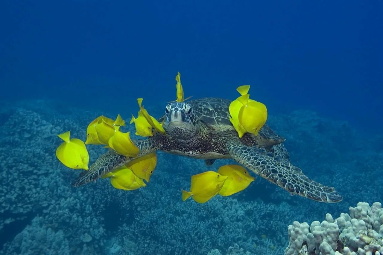 Карибское море обитатели. Карибское море подводный мир. Жители океана. Подводные обитатели океана. Морские рыбы в океане