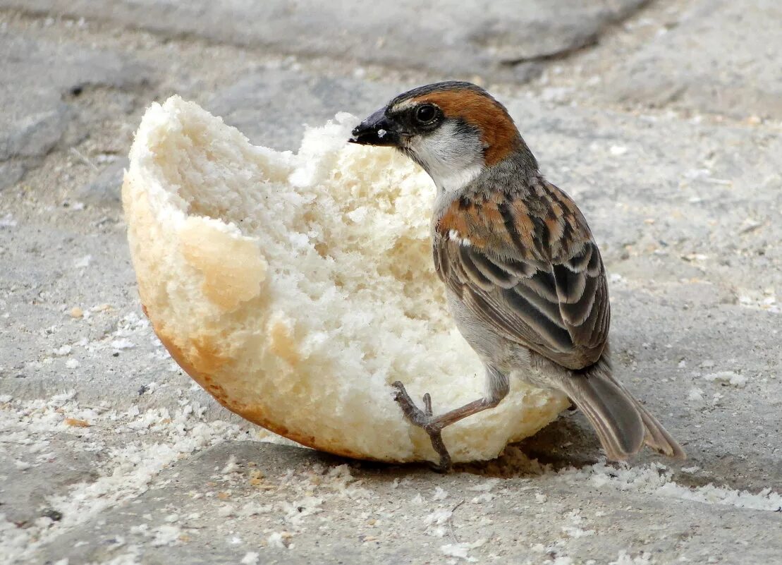 Клевал крошки хлеба