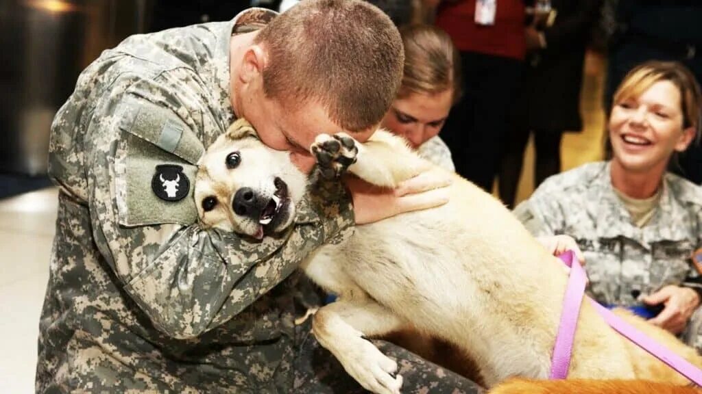 Собака привела медведей к хозяину. Военная собака. Собаки на военной службе. Преданные собаки. Встреча животных.