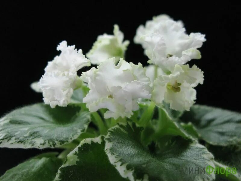 Фиалка кикимора. Н кикимора. Фиалка кикимора. Н кикимора. Фиалка н кикимора.