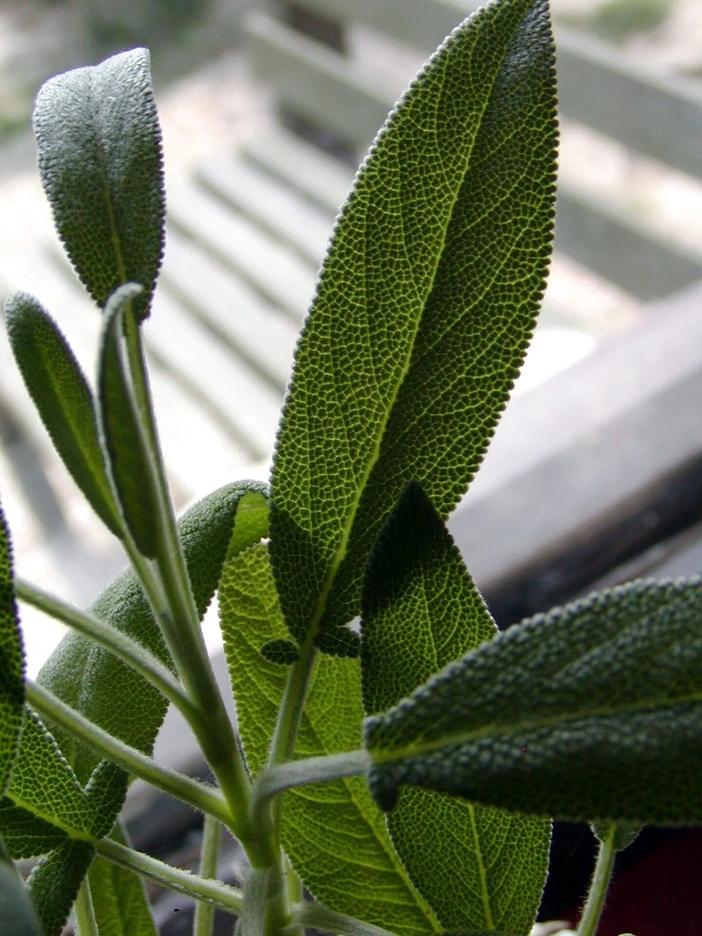 Шалфей вечнозеленый. Salvia officinalis лист. Листок шалфея. Стебель шалфея.