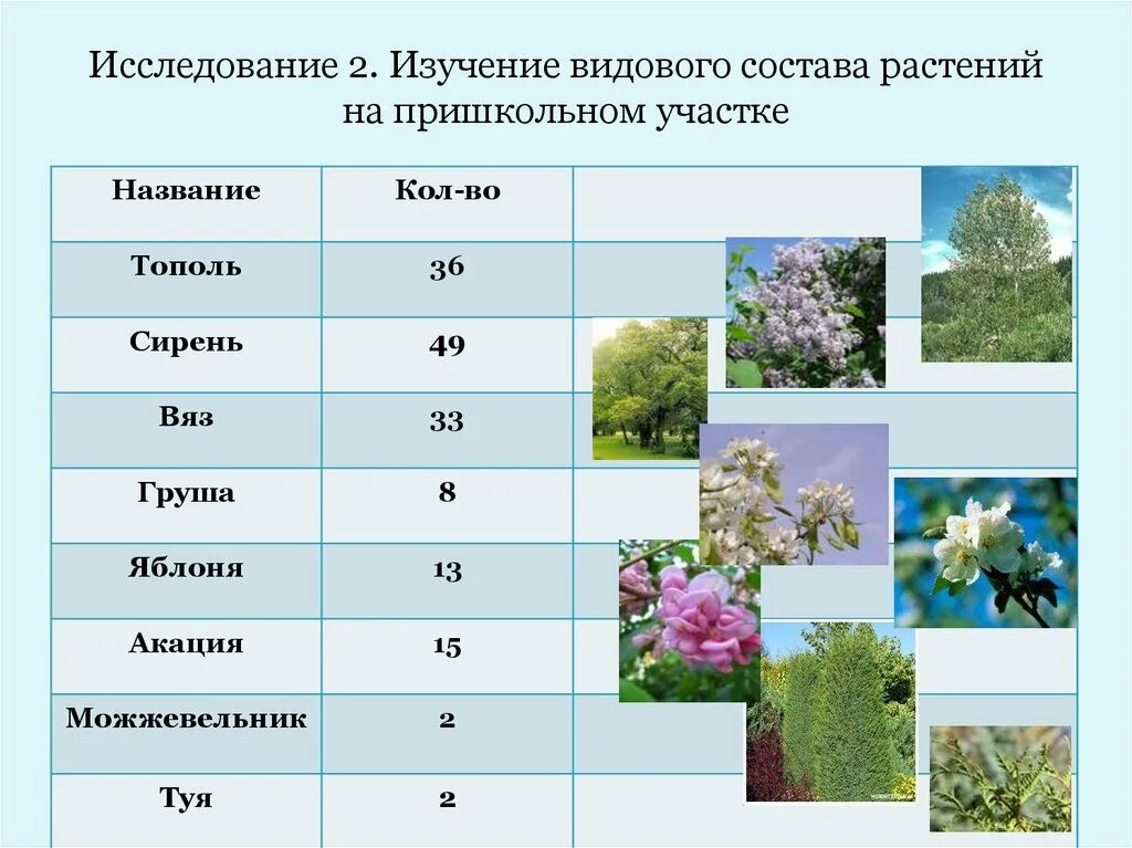 Растения на пришкольном участке. Кустарники на пришкольном участке. Лекарственные растения в пришкольном участке. Видовой состав растений. Как называется данная группа растений группа 1