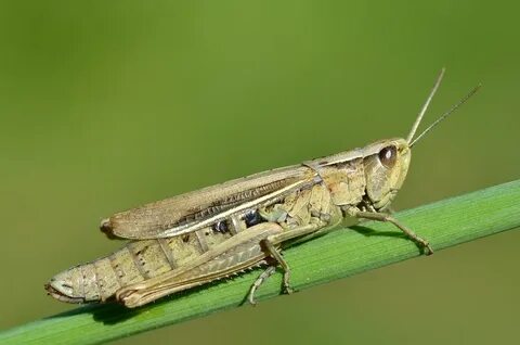 Смотреть порно видео: Ұлы анасын жалаңаш көріп, оны жыныстық қатынасқа түсірген