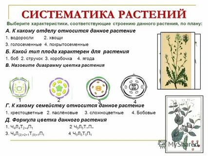 Систематика олимпиады 4 класс