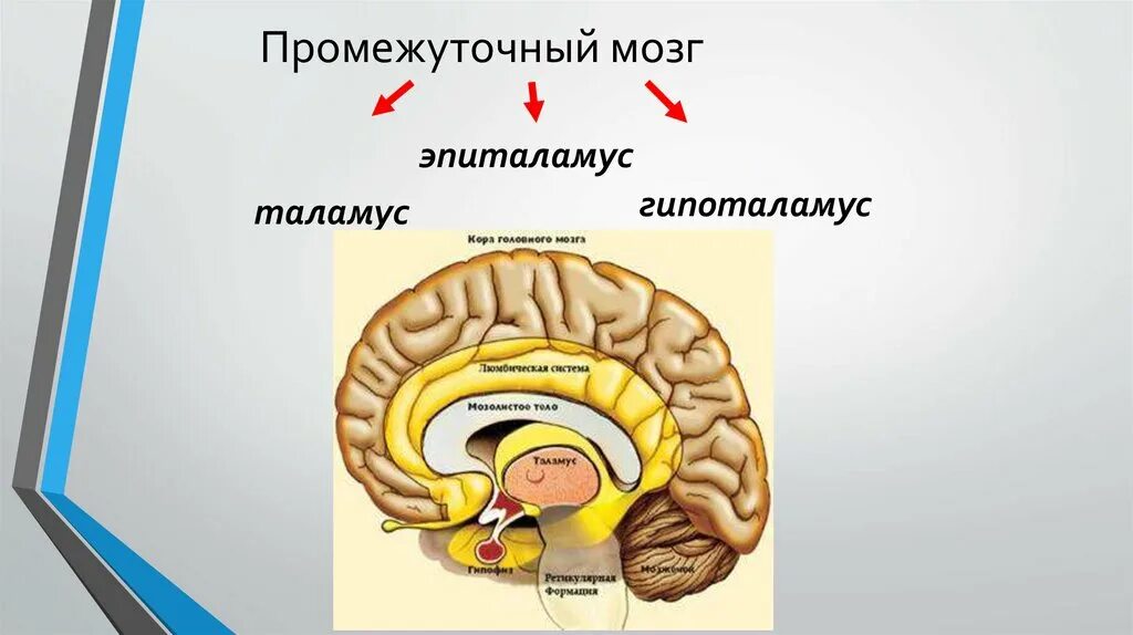 Каковы функции таламуса. Таламус гипоталамус метаталамус. Мозг таламус и гипоталамус. Промежуточный мозг. Промежуточный мозг таламус гипоталамус эпиталамус метаталамус.
