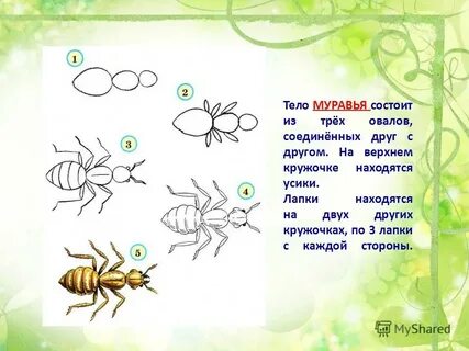 Схематический рисунок насекомых окружающий мир 2 класс