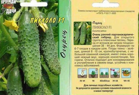 Огурцы пучковый сорт