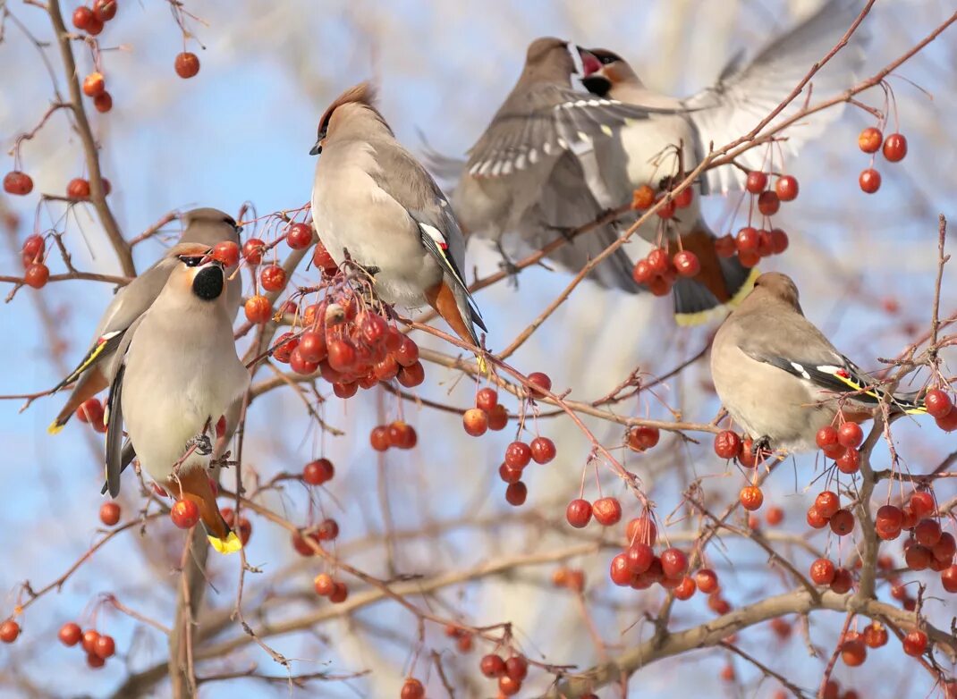 Свиристель обыкновенный (Bombycilla garrulus). Снегирь свиристель Щур. Свиристели стая. Свиристель Алтайский край. Птицы на севере весной