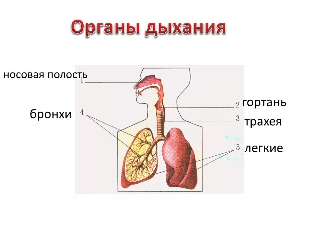 Органы дыхательной системы человека 3 класс окружающий мир. Дыхательная система человека схема 4 класс. Дыхательная система человека схема 3 класс. Органы дыхательной системы человека 3 класс. Схема органов дыхания человека 3 класс.