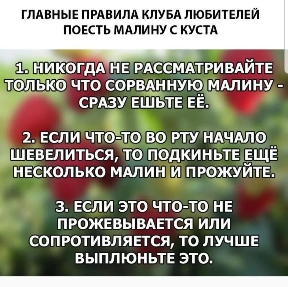 Приму малину. Как есть малину прикол. Правила как есть малину. Как есть малину. Три правила малины.