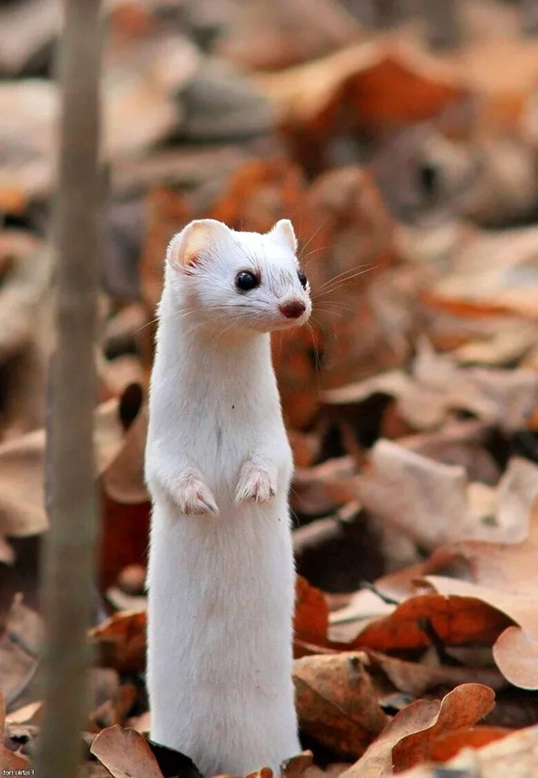 Горностай (mustela erminea). Ласка mustela nivalis. Ласка mustela nivalis ареал обитания. Ласка mustela nivalis linnaeus, 1766 ареал. Mustela nivalis.